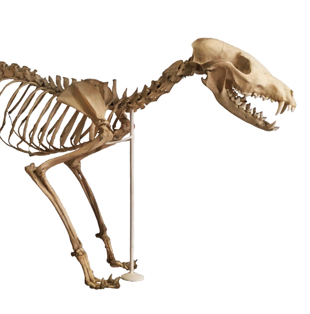 Front half of a fox skeleton