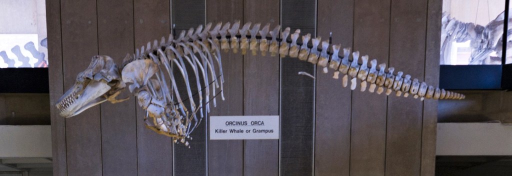 Orca skeleton