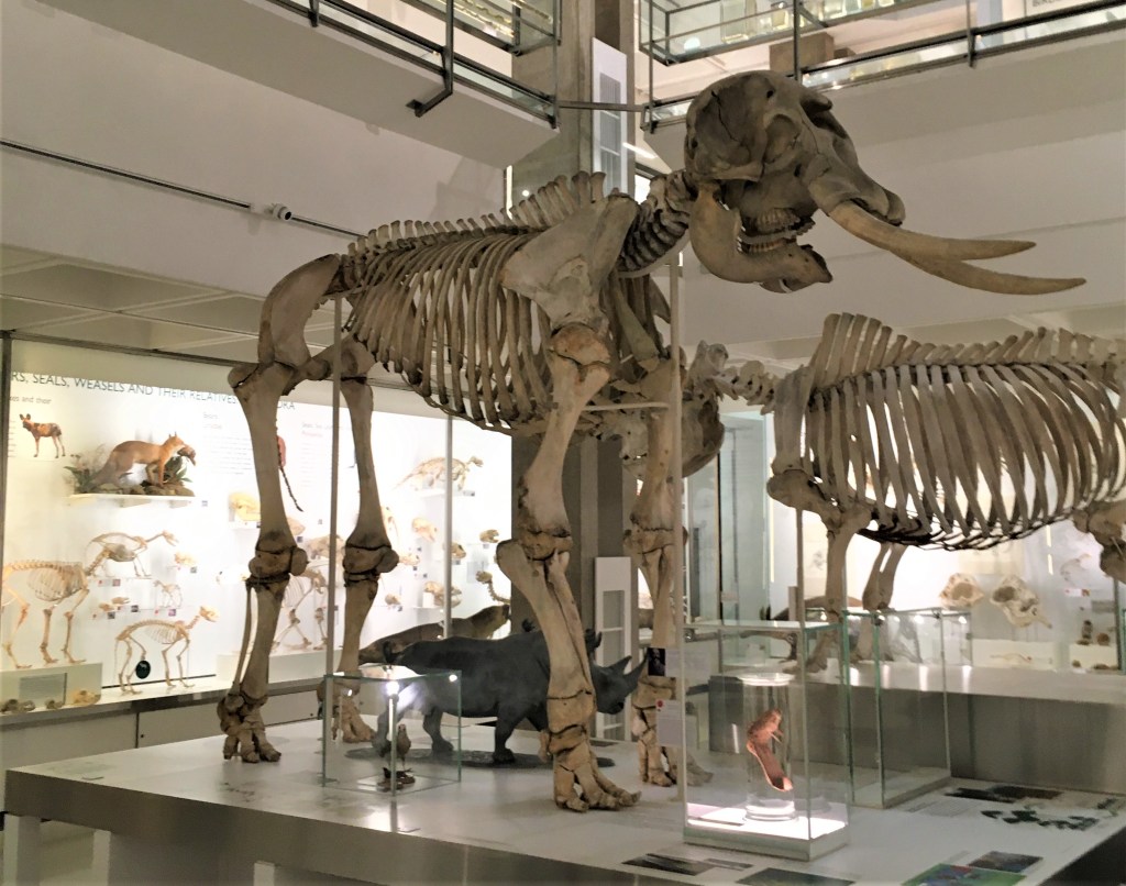 African elephant skeleton on display in the Museum of Zoology