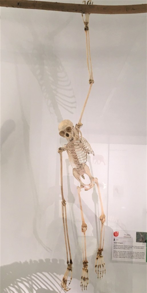Gibbon skeleton suspended from a branch