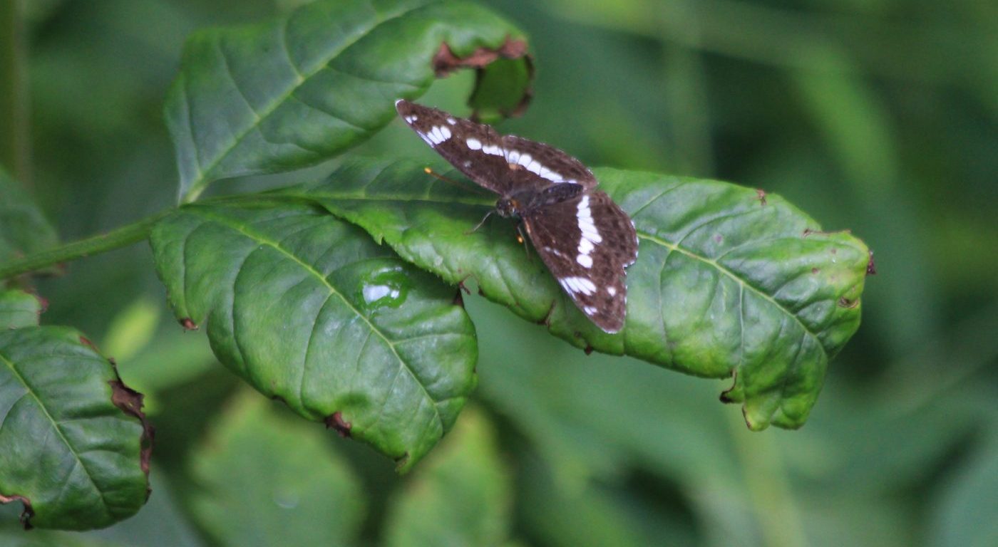 White admiral on leaf