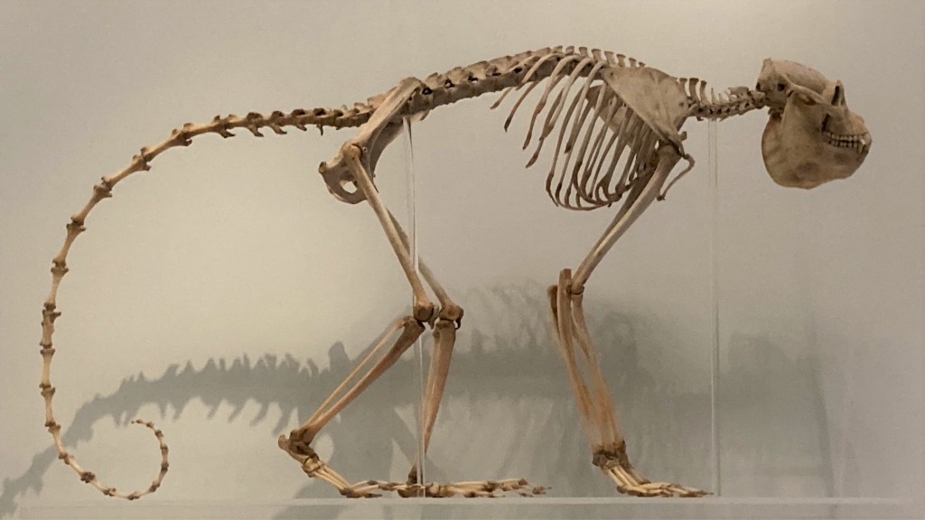 Skeleton of a howler monkey