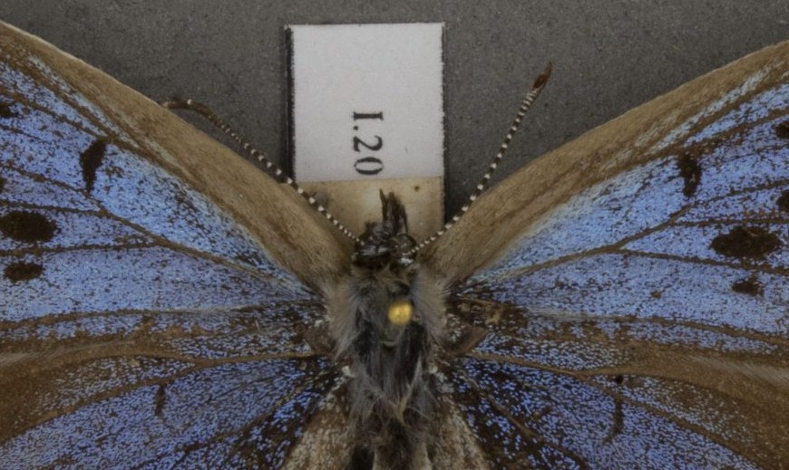 Large blue butterfly specimen, UMZC
