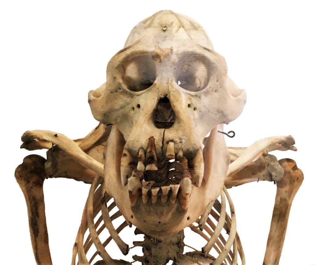 Head and shoulders of an orangutan skeleton