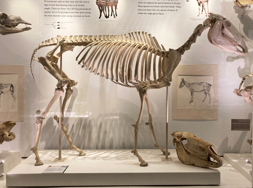 Przewalski horse skeleton
