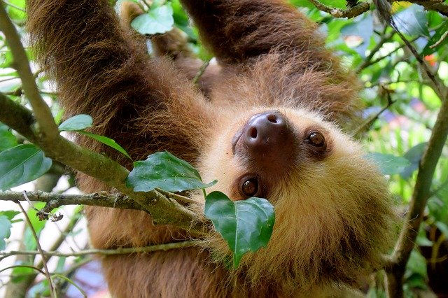 Sloth hanging from a tree
