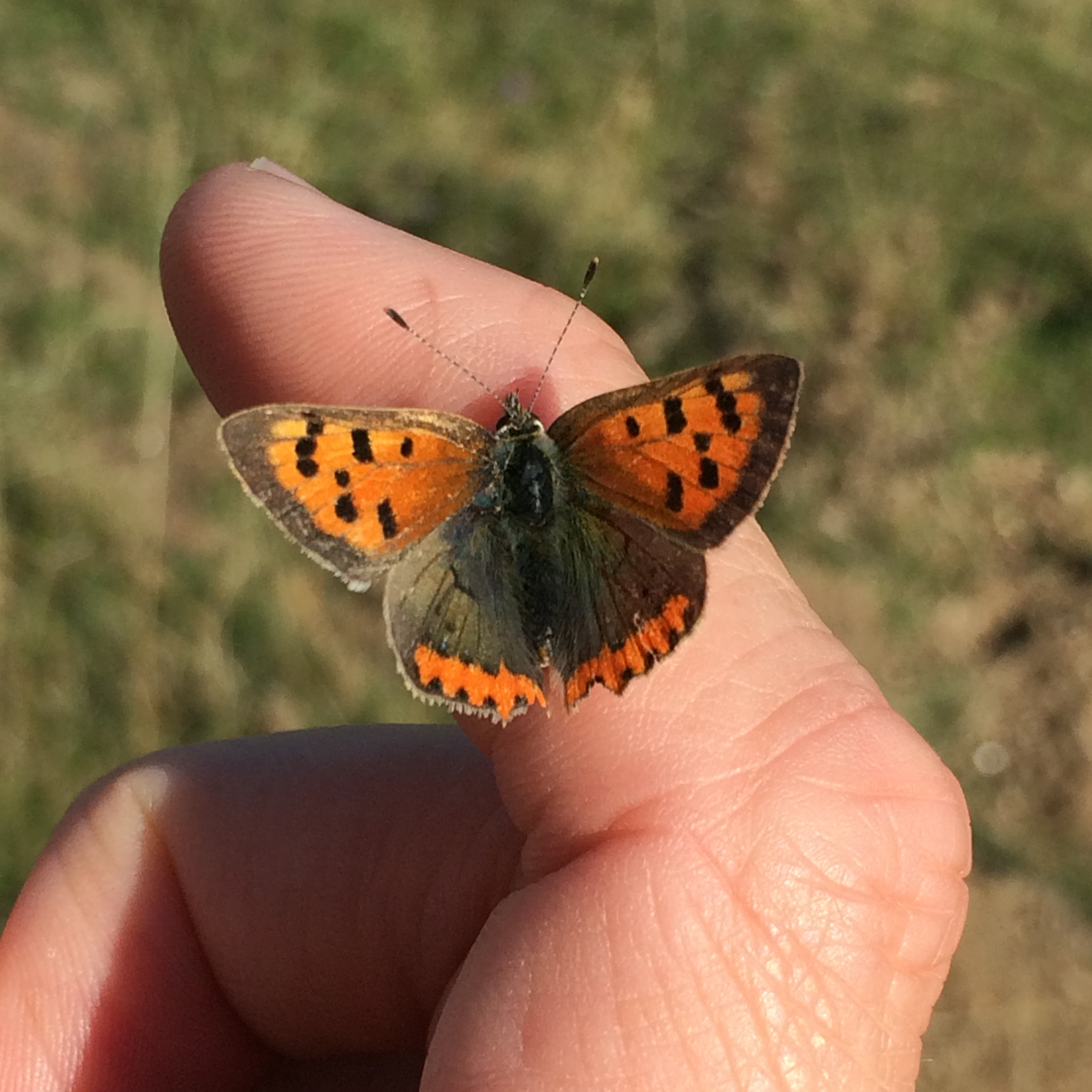 Small copper on