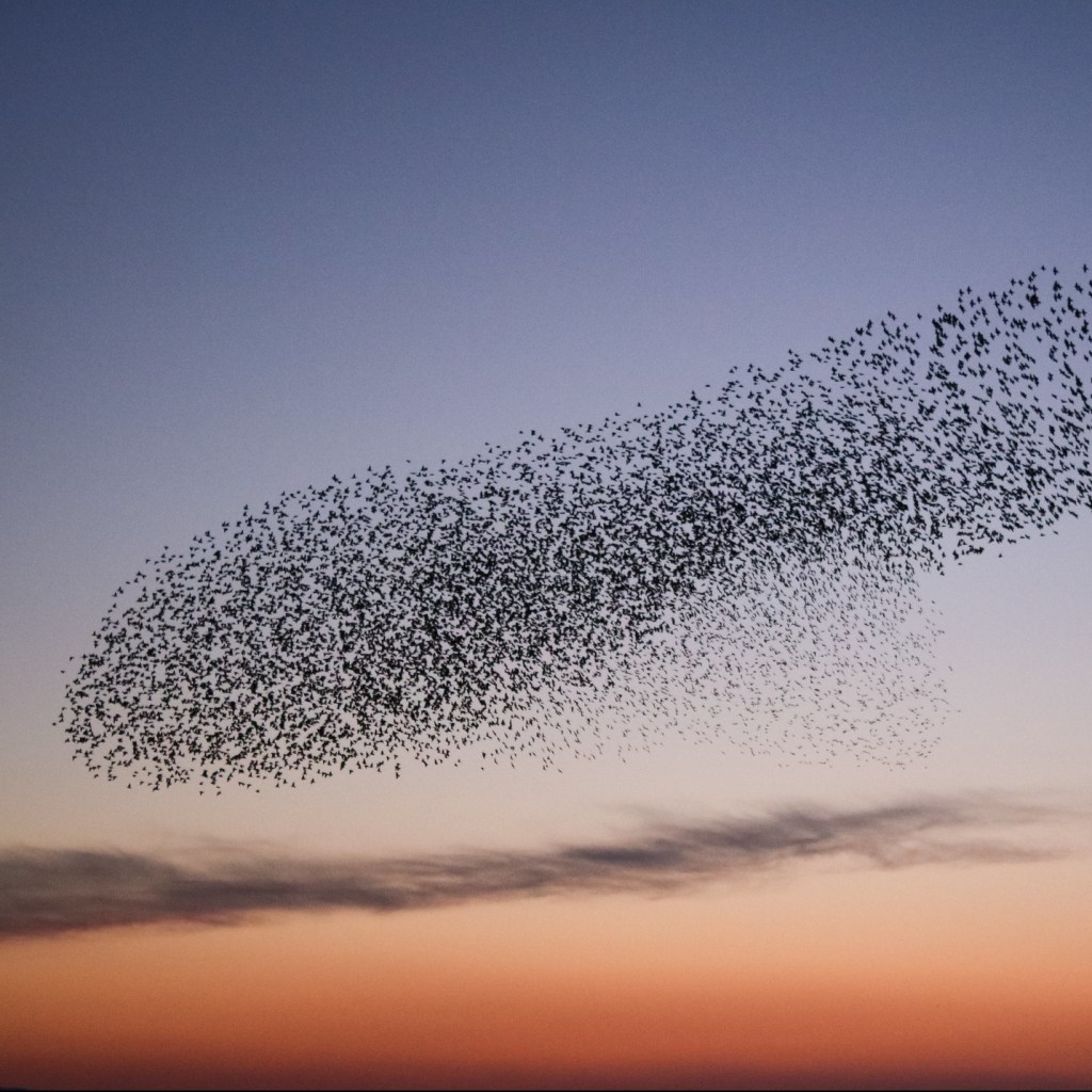 Starling murmuration in the sky at sunset