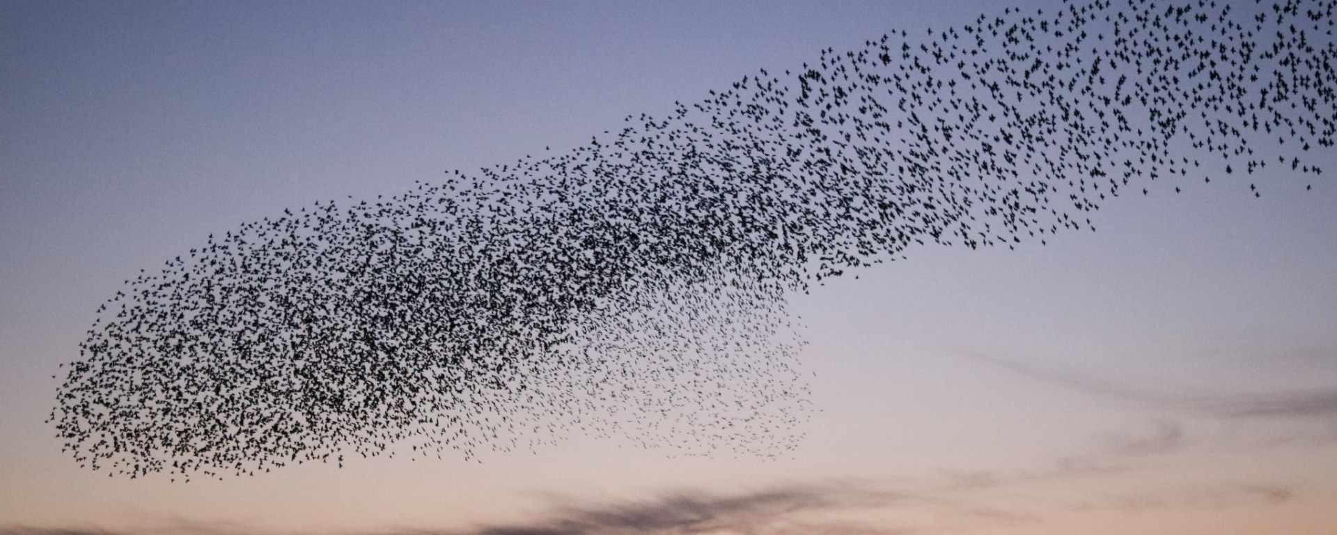 Startling murmuration in the sky at sunset