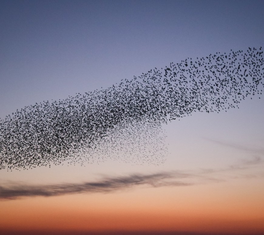 Startling murmuration in the sky at sunset