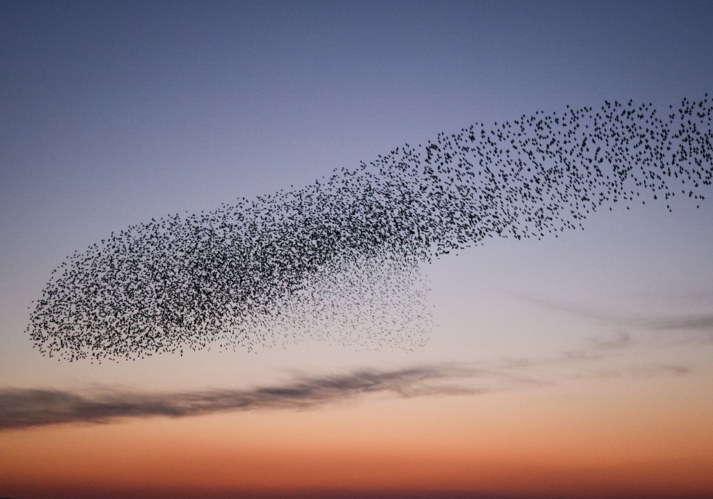 Startling murmuration in the sky at sunset