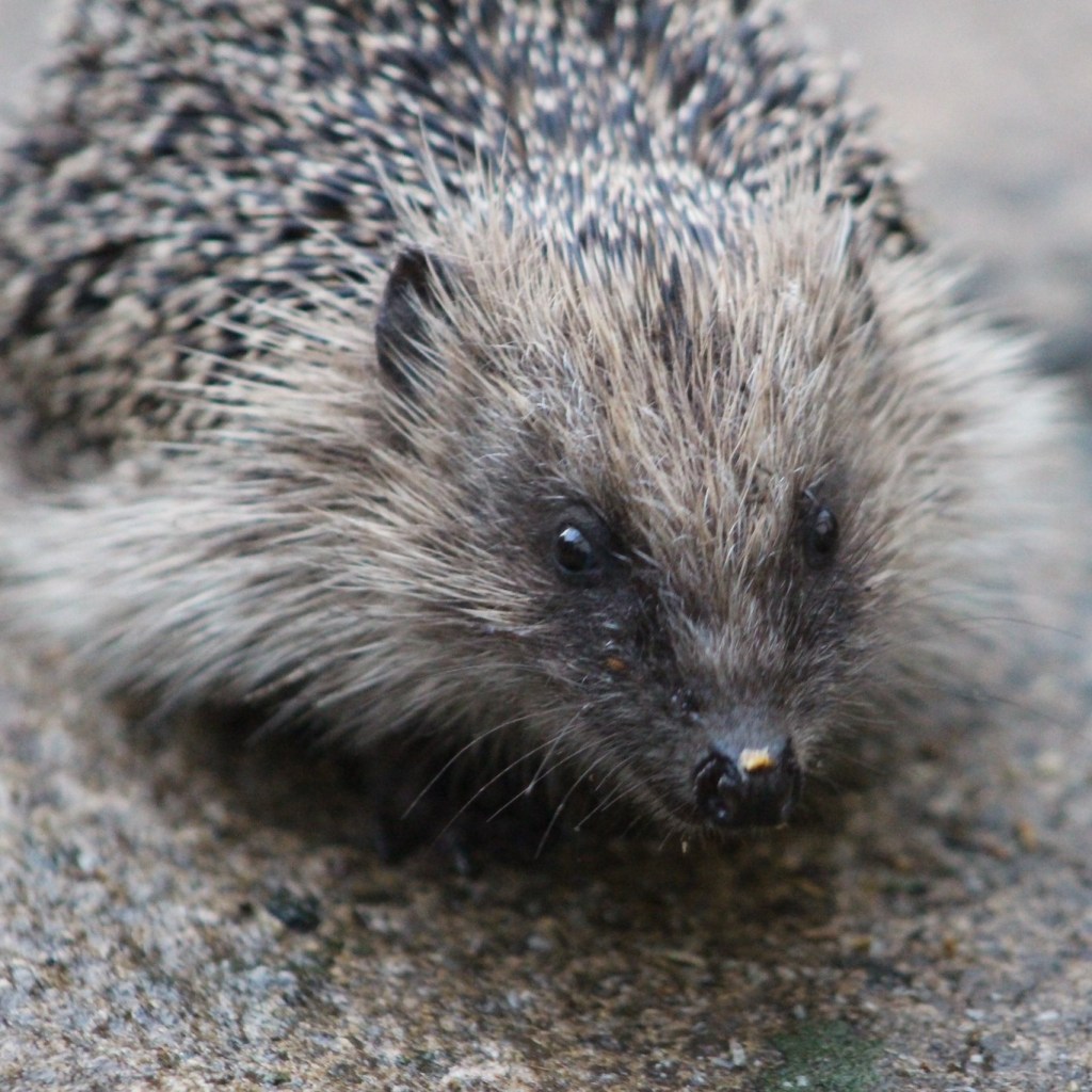 Hedgehog