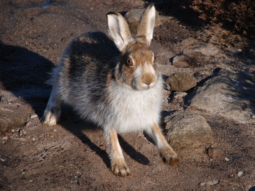 Mountain hare with brown fur