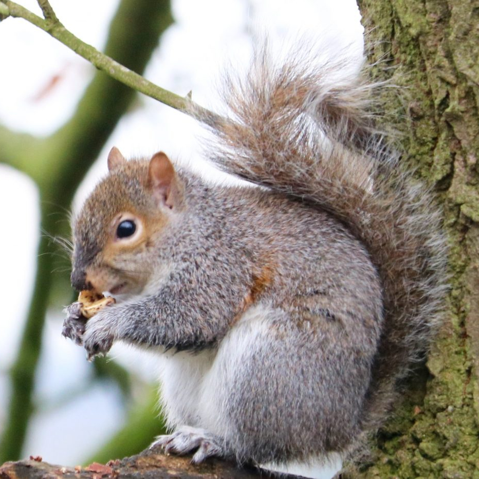 Grey Squirrel feeding