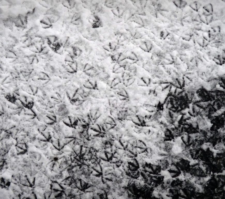 Bird footprints in thin snow