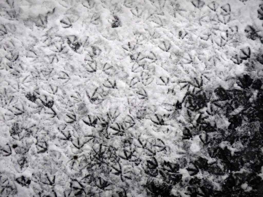 Bird footprints in thin snow