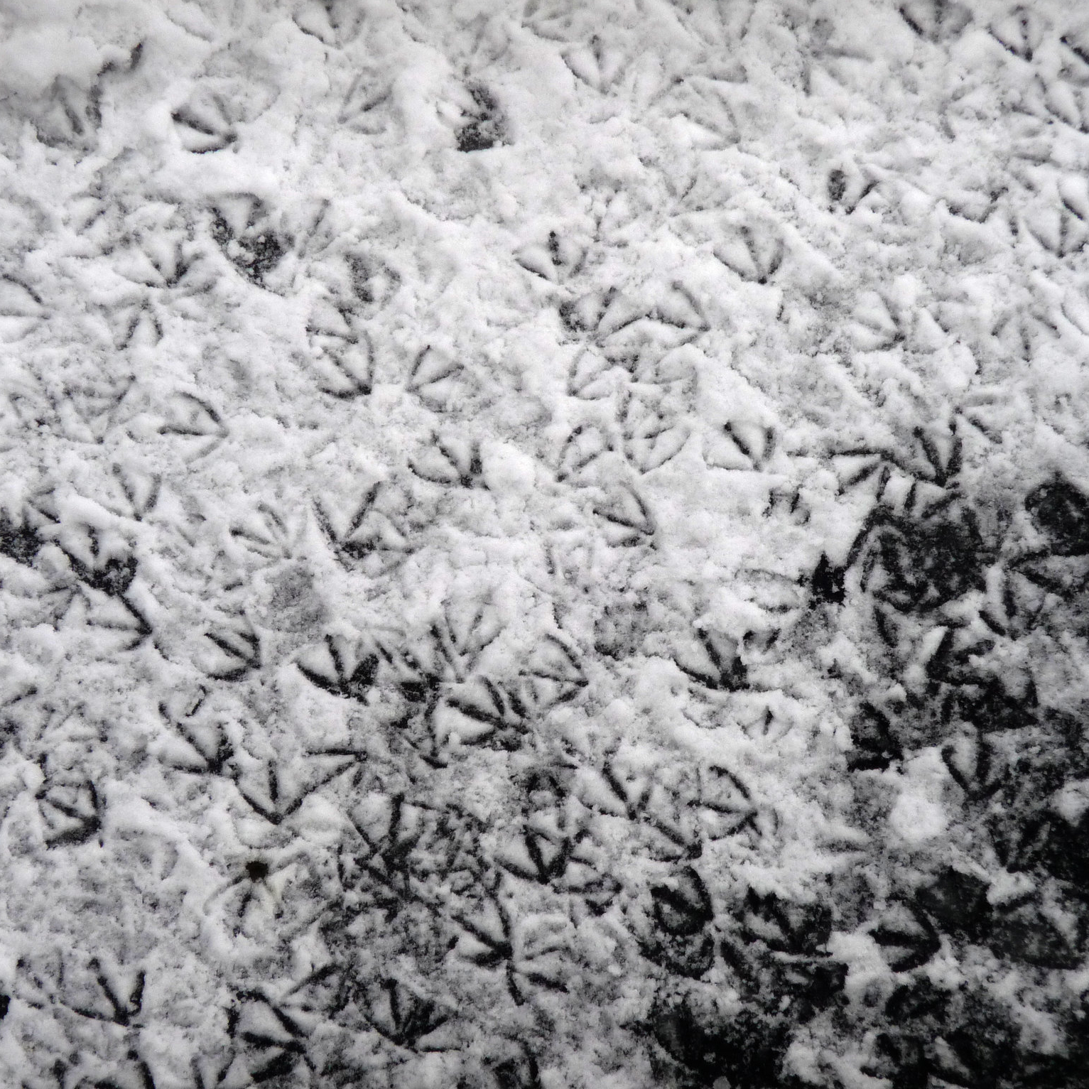 Bird footprints in thin snow