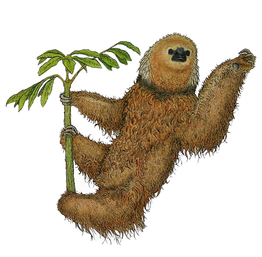 Illustration of a maned sloth