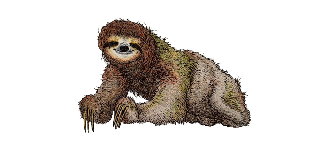 Illustration of a brown-throated sloth three-toed sloth