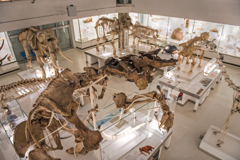 Giant ground sloth skeleton and other large skeletons in the lower gallery of the Museum of Zoology