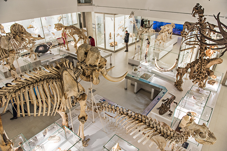 Photograph looking down at the large skeletons in the lower gallery of the Museum of Zoology