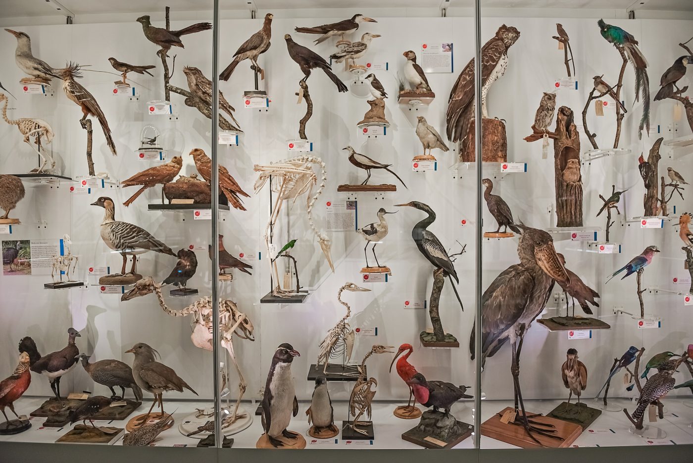 Sleepy Sloths – Museum of Zoology Blog