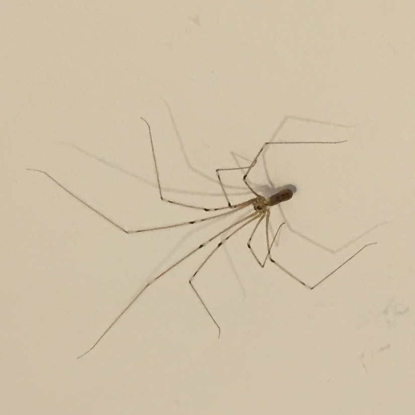 Photograph of a cellar spider