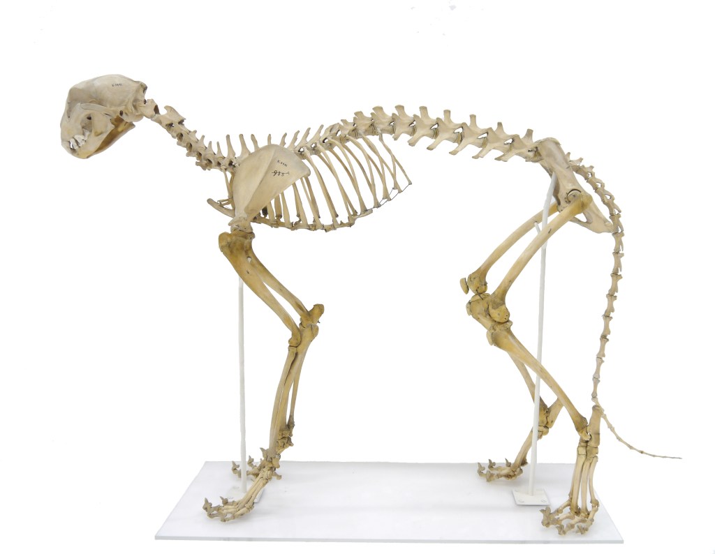 Skeleton of a cheetah
