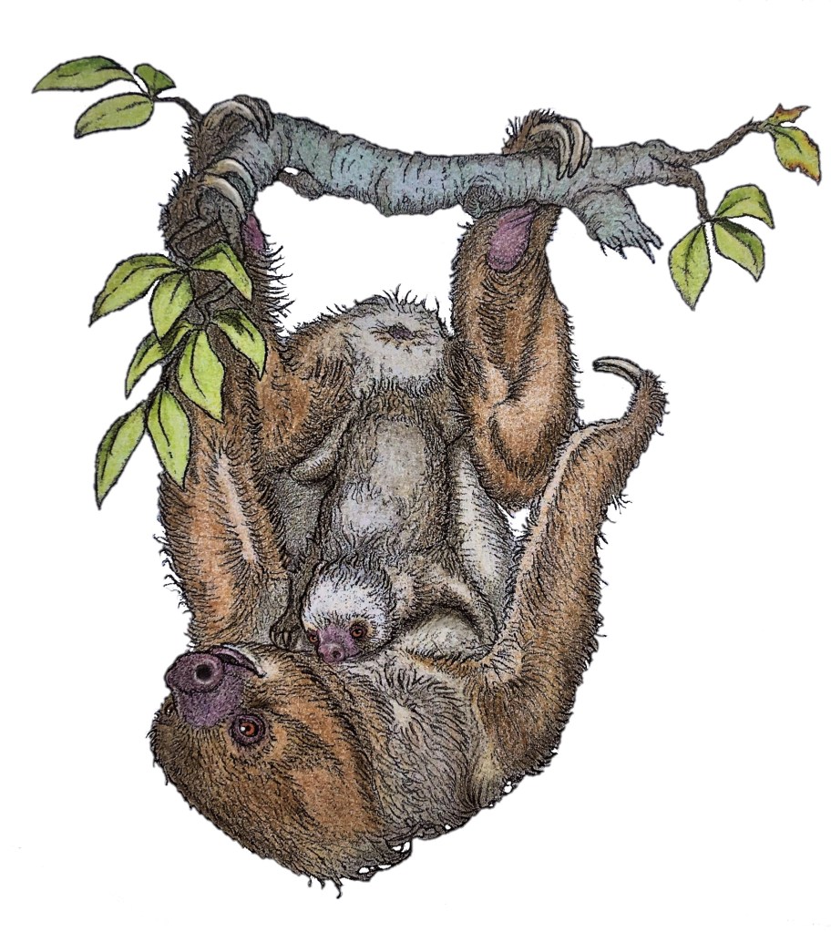 Illustration of a two-toed sloth with a baby