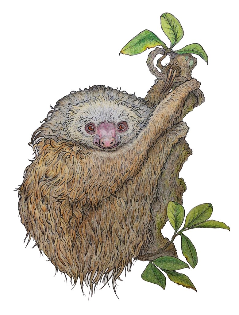 Illustration of a two-toed sloth