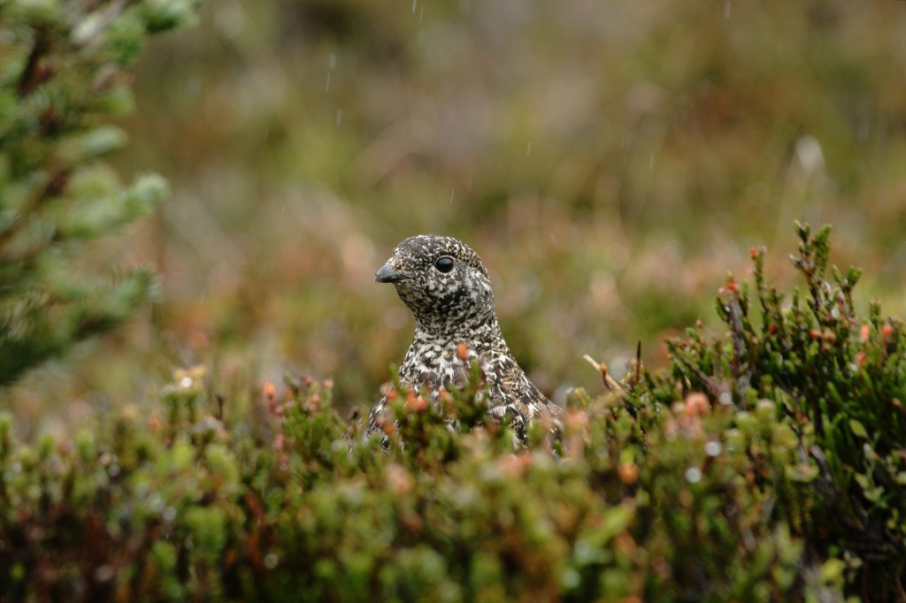 Ptarmigan with speckled brown feathers
