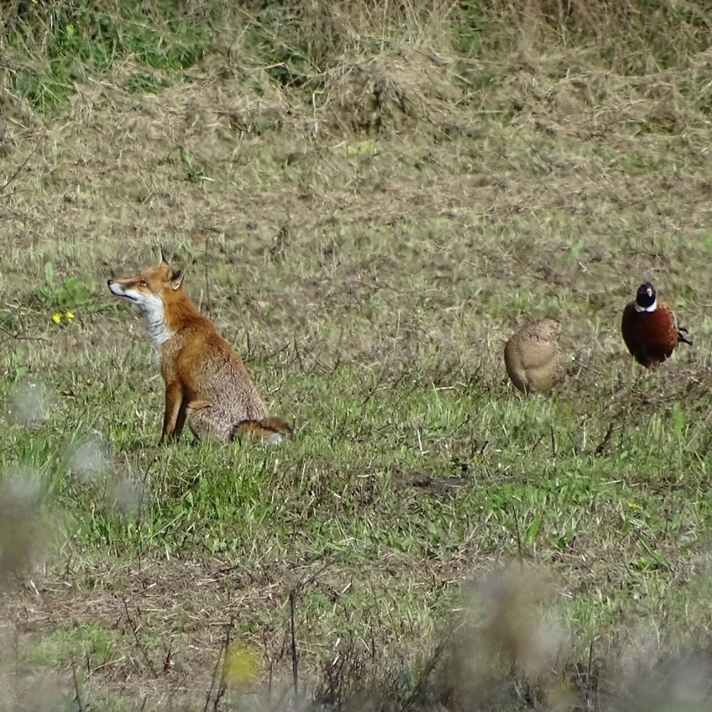 Red fox and pheasants