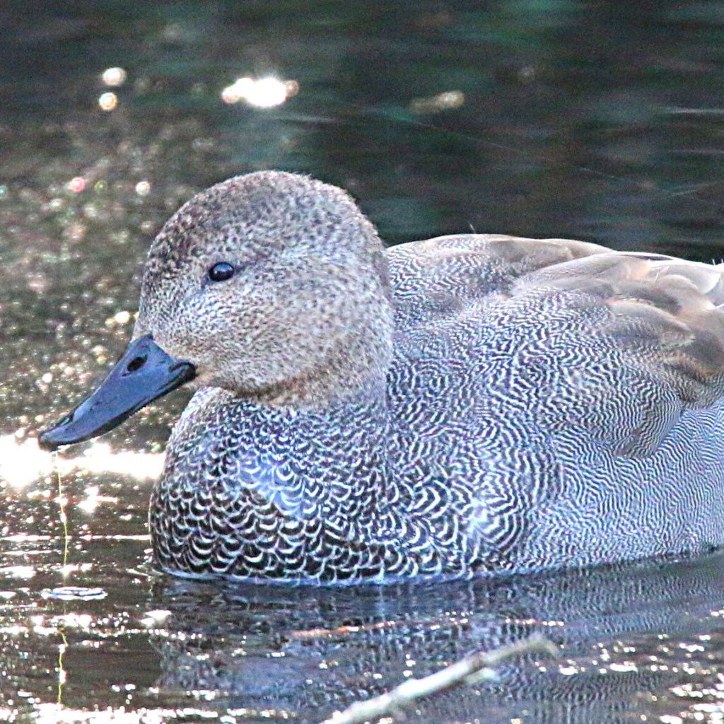 Gadwall swimming