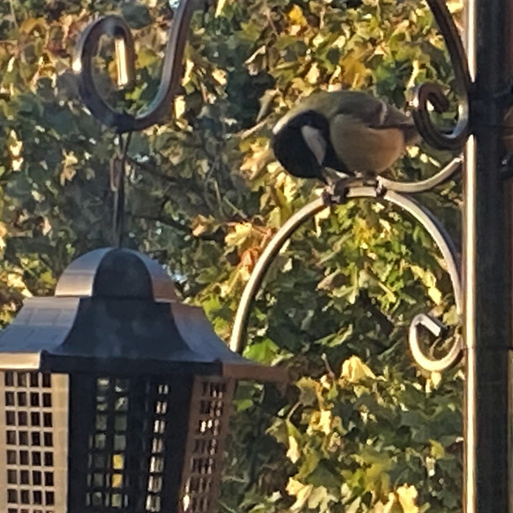 Great tit feeding on a bird feeder