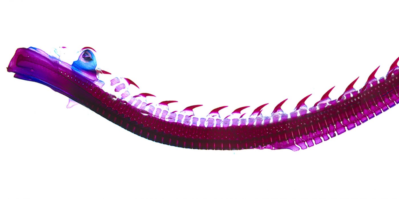 A cleared and stained backbone from a hatchling skate. Red staining indicates mineralised cartilage and blue staining indicates unmineralised cartilage.