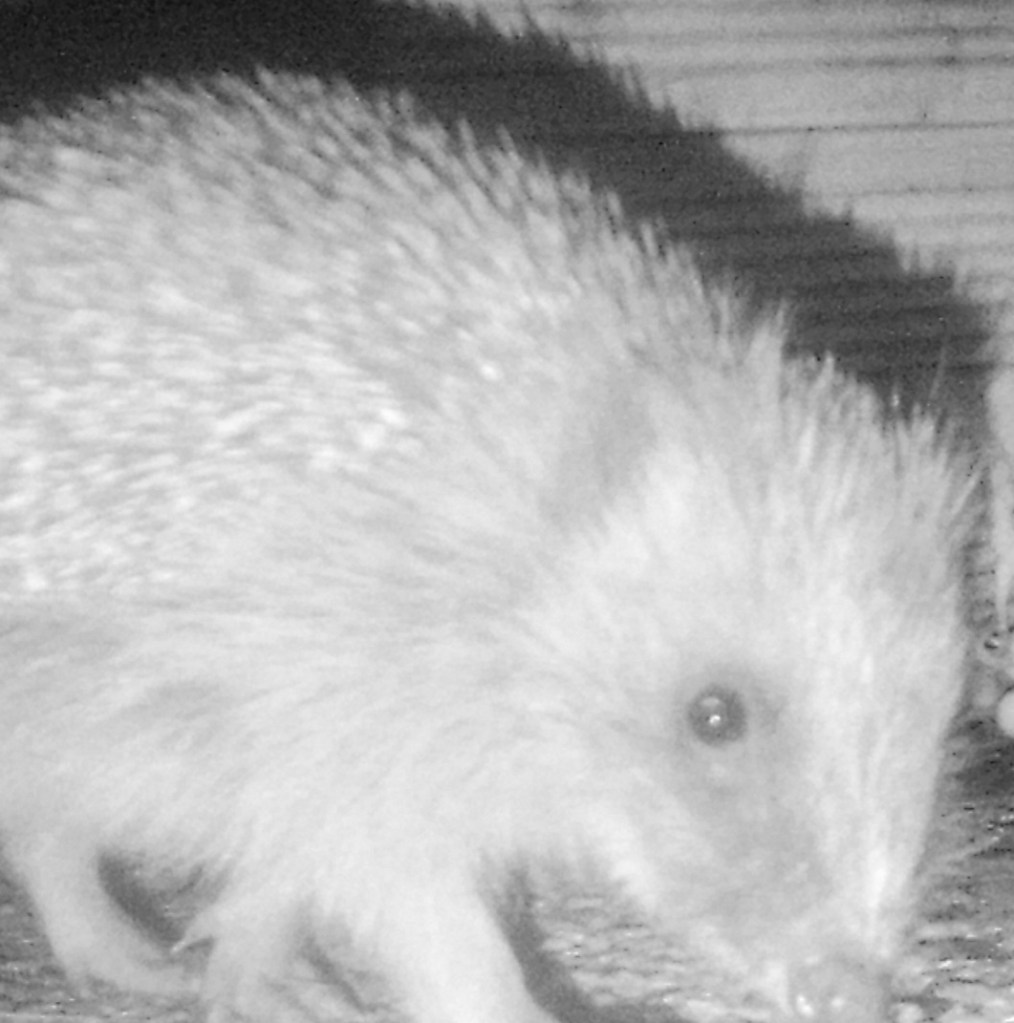 Hedgehog in front of a hedgehog house
