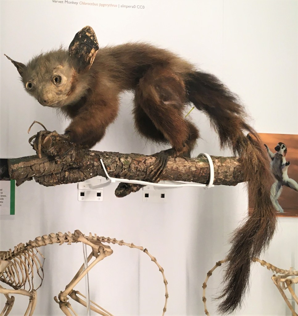 Taxidermied aye-aye