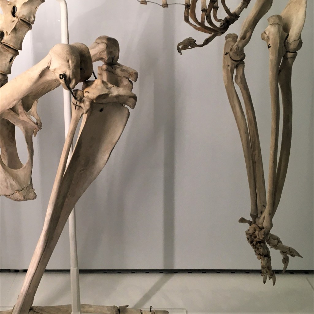 Limbs skeletons of an animal