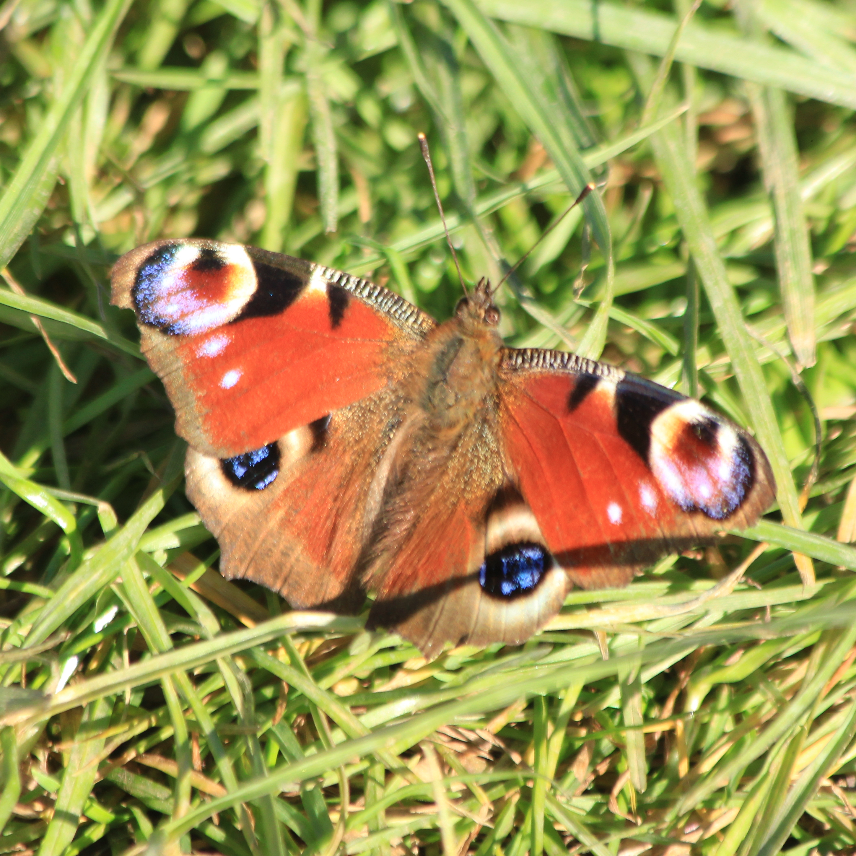 Peacock butterfly resting on grass