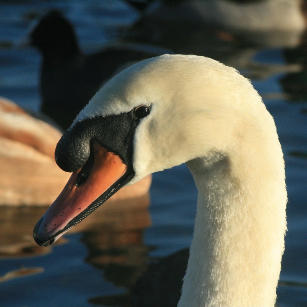 Mute swan head