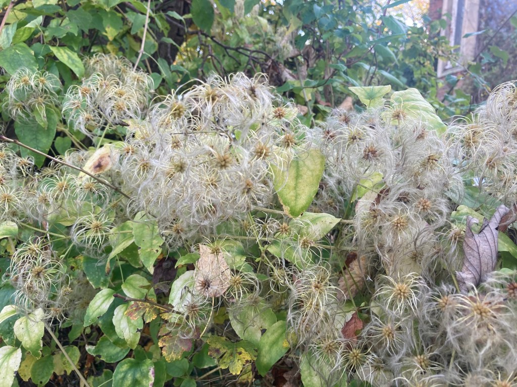 Clematis seedheads