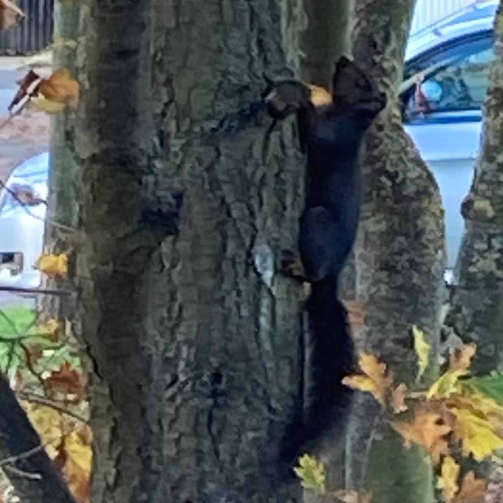 Black squirrel climbing up a tree trunk