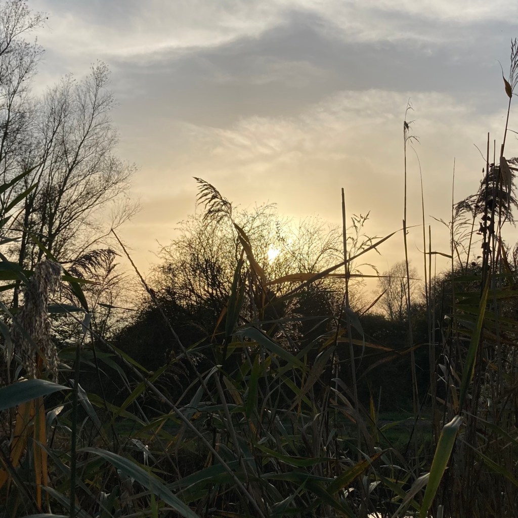 Long grasses and trees at dusk