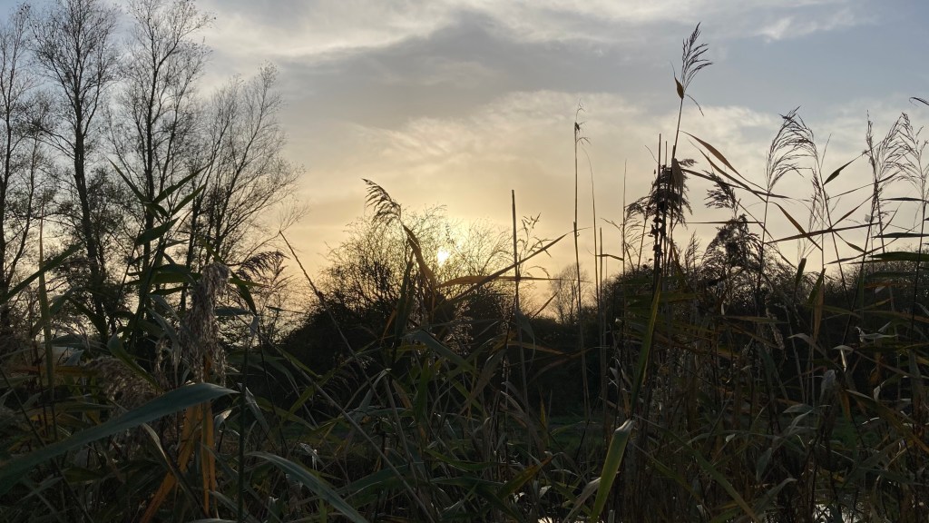 Photograph of long grasses at dusk