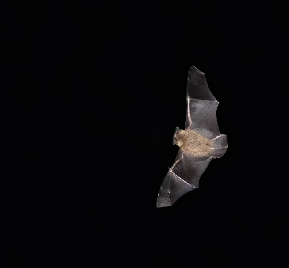 Pipistrelle bat in flight