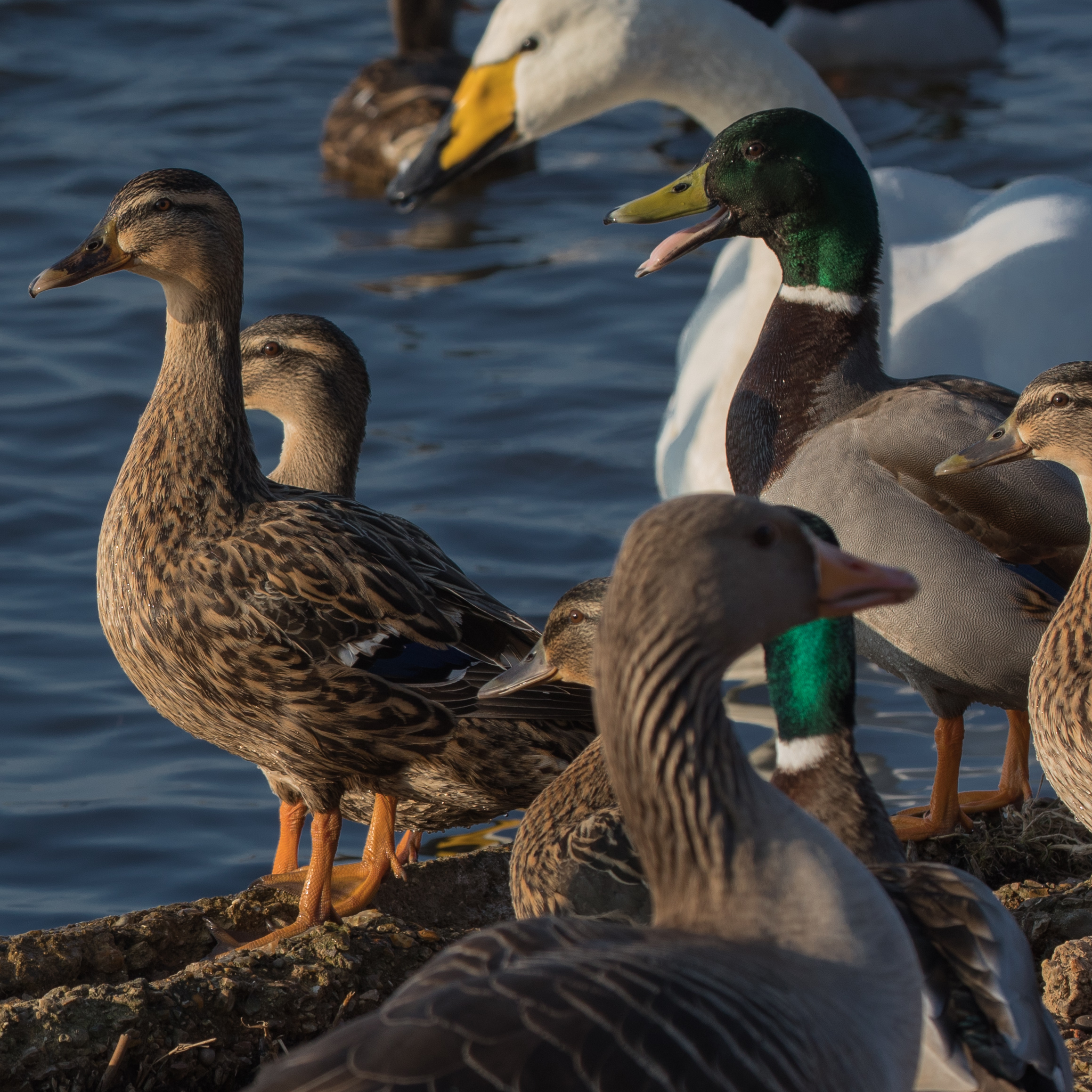 Group of mallards and swans