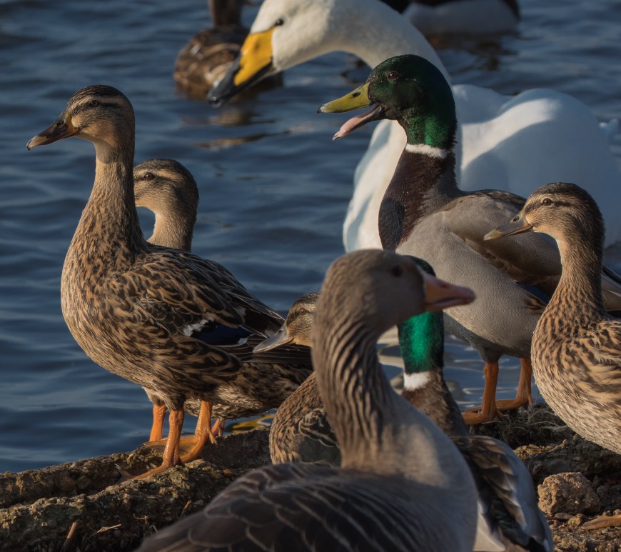 Group of mallards and swans