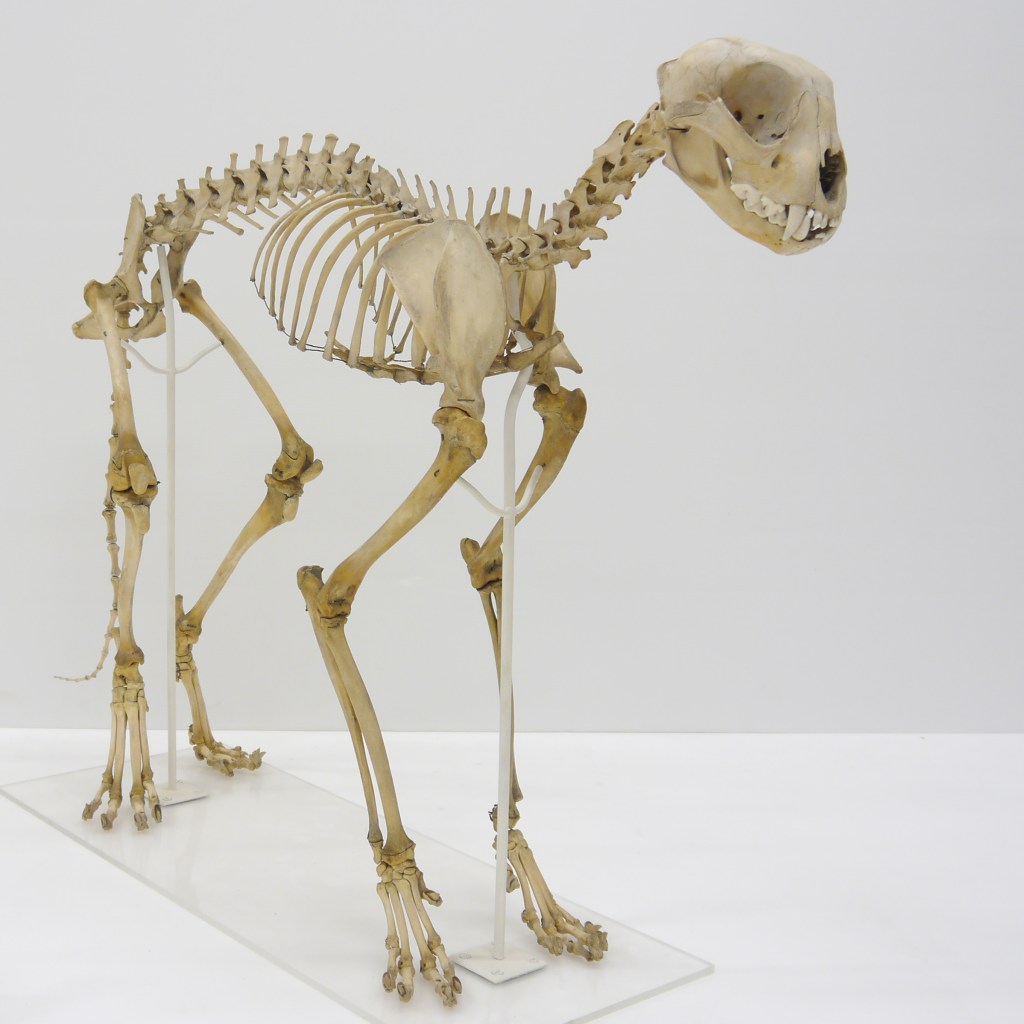 Cheetah skeleton