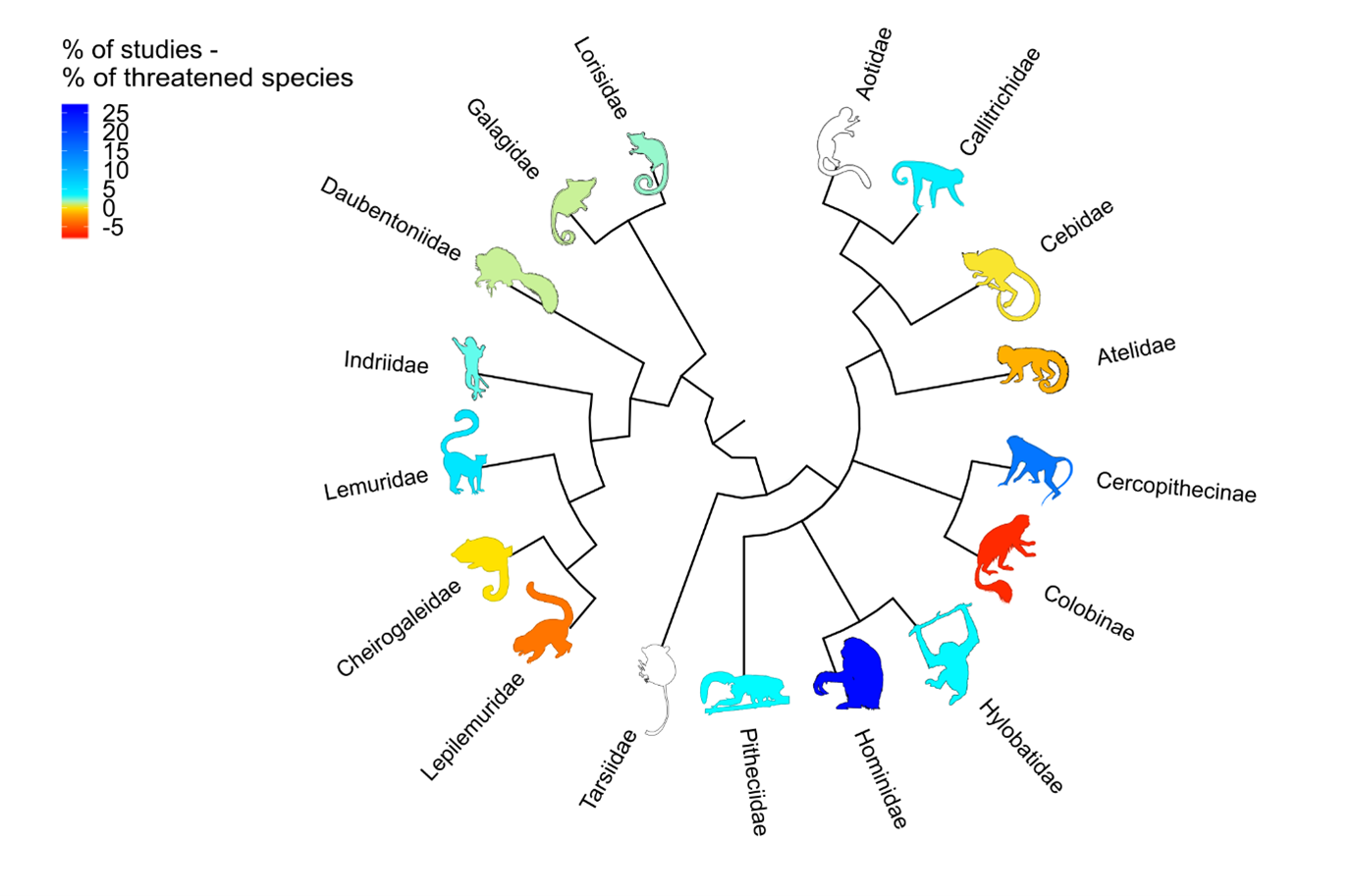 Phylogenetic tree of primate groups. The darker blue the primates, the more overrepresented they are compared to the number of their species threatened with extinction; the darker red the primates, the more underrepresented they are.