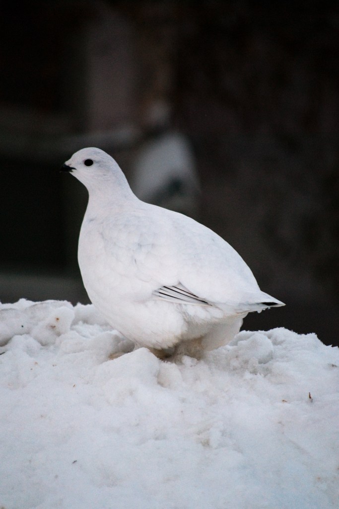 Ptarmigan with winter plumage